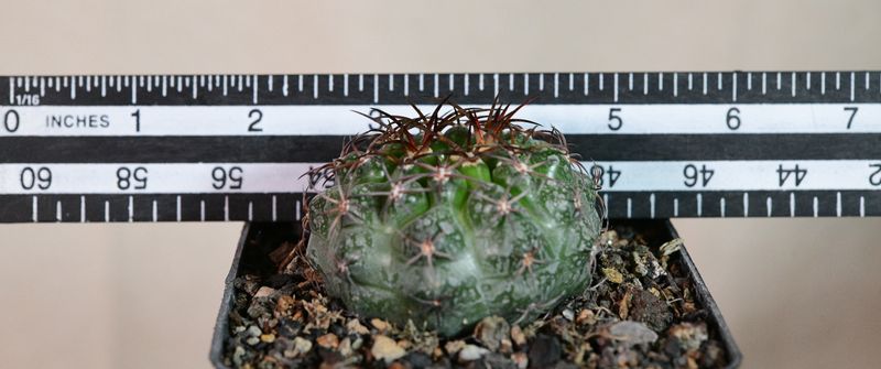 Discocactus ferricola with ruler for size reference