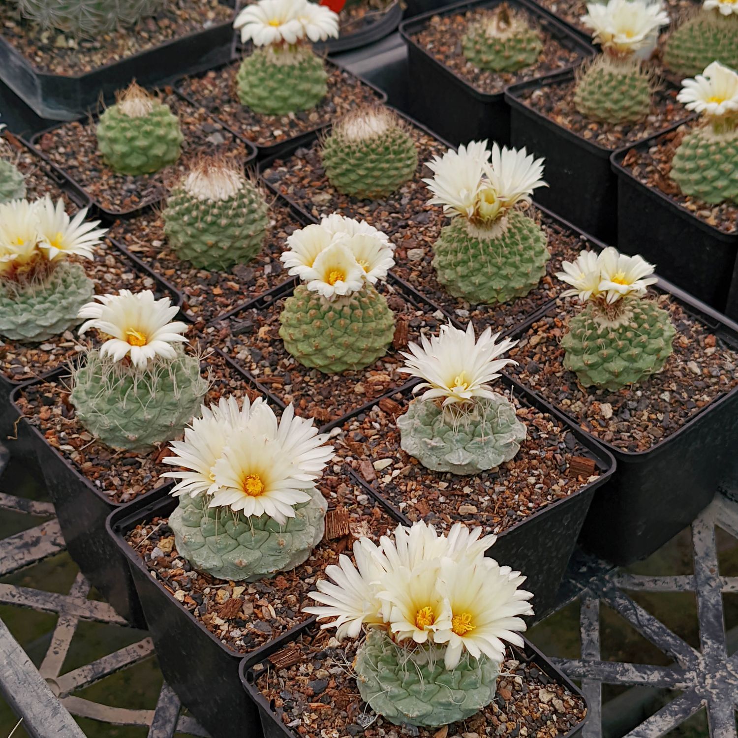 Strombocactus disciformis in nursery tray with multiple blooming specimens