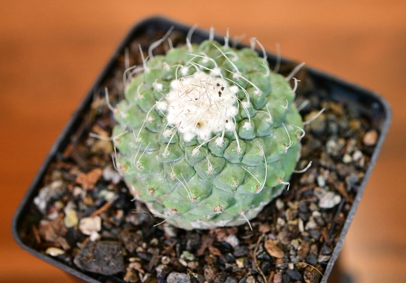 Strombocactus disciformis