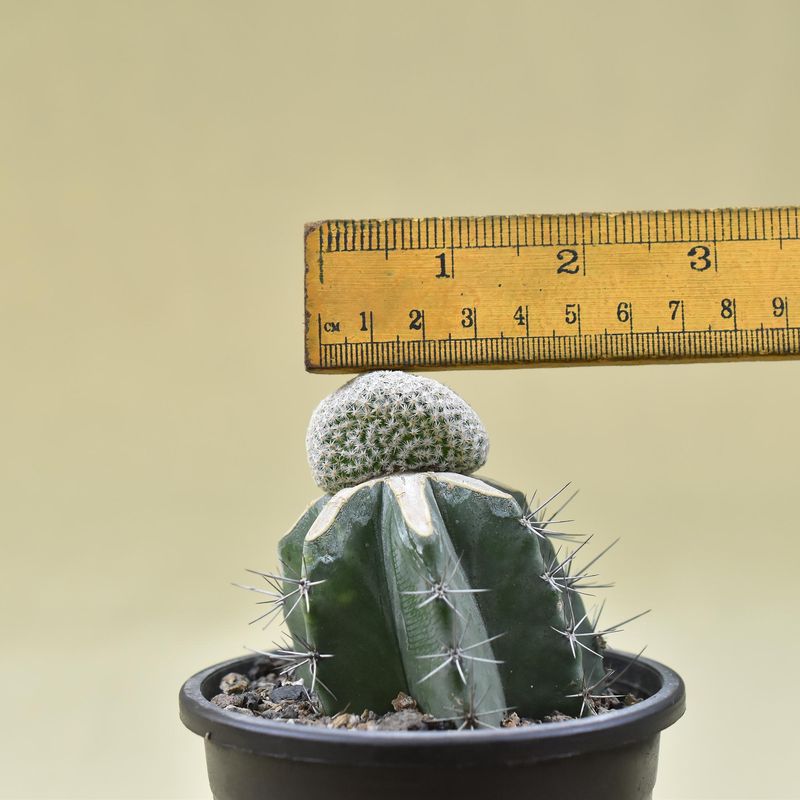Mammillaria herrerae f. crest with ruler for size reference