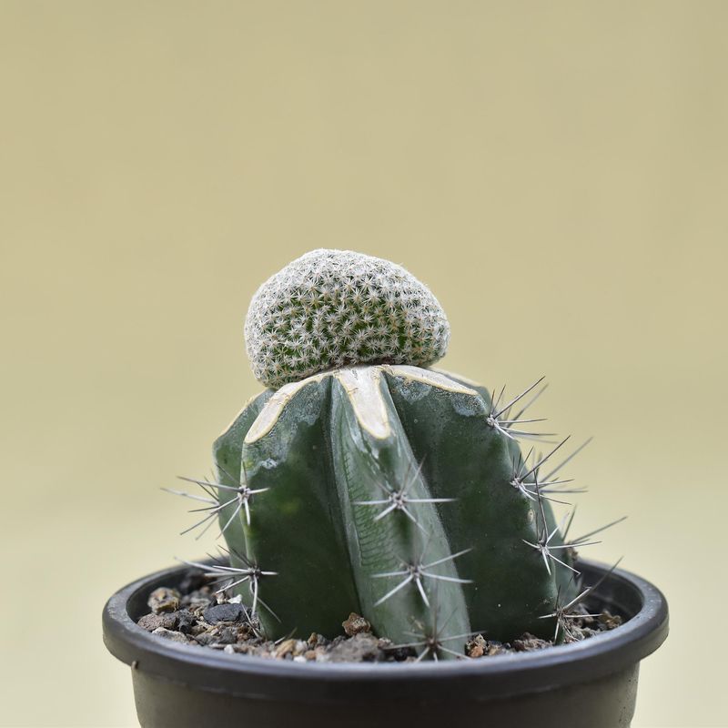 Mammillaria herrerae f. crest
