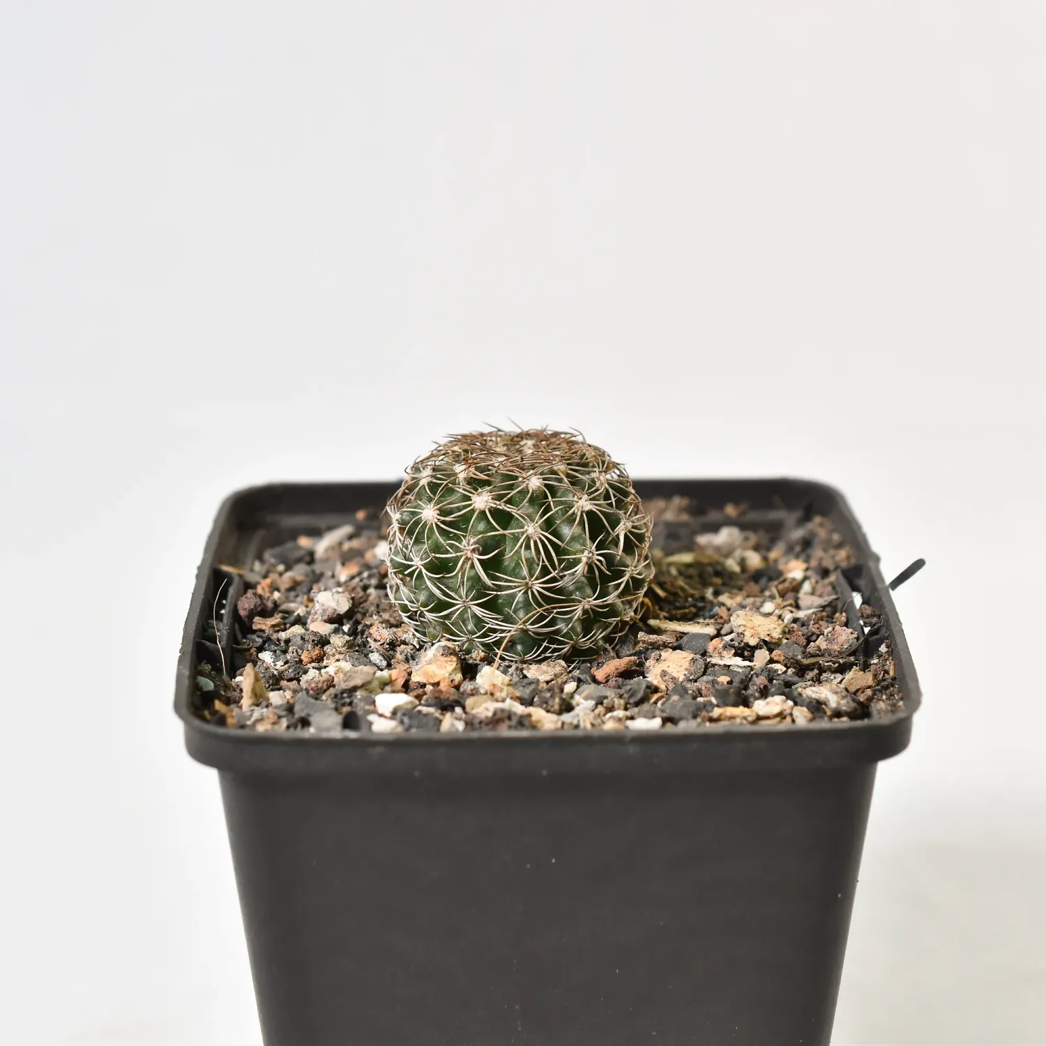 Discocactus zehntneri Discocactus zehntneri