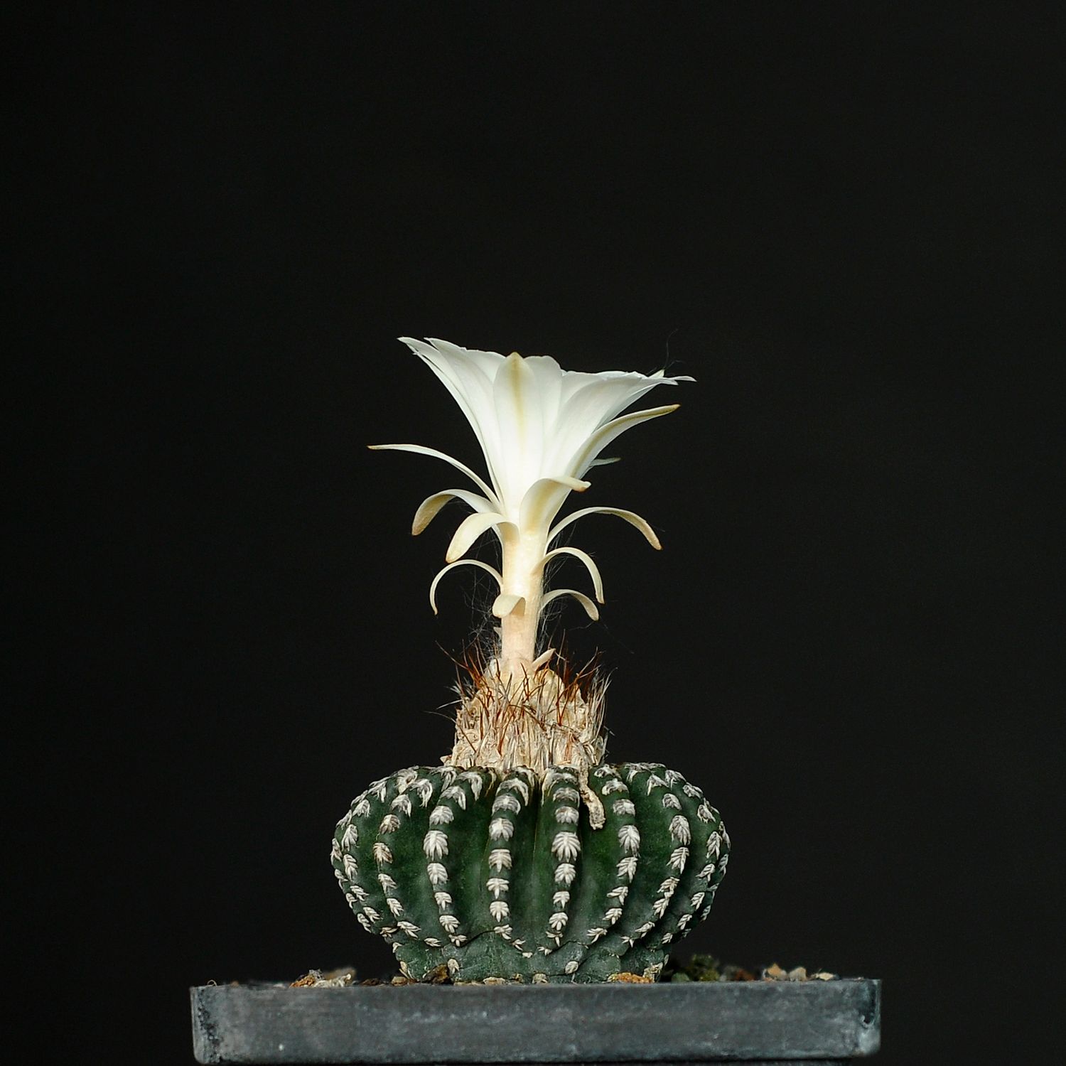 Discocactus horstii Medium Size Plant