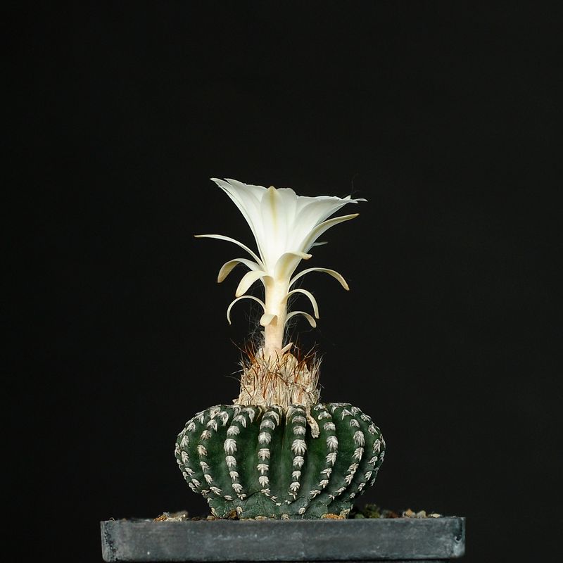 Discocactus horstii Medium Size Plant