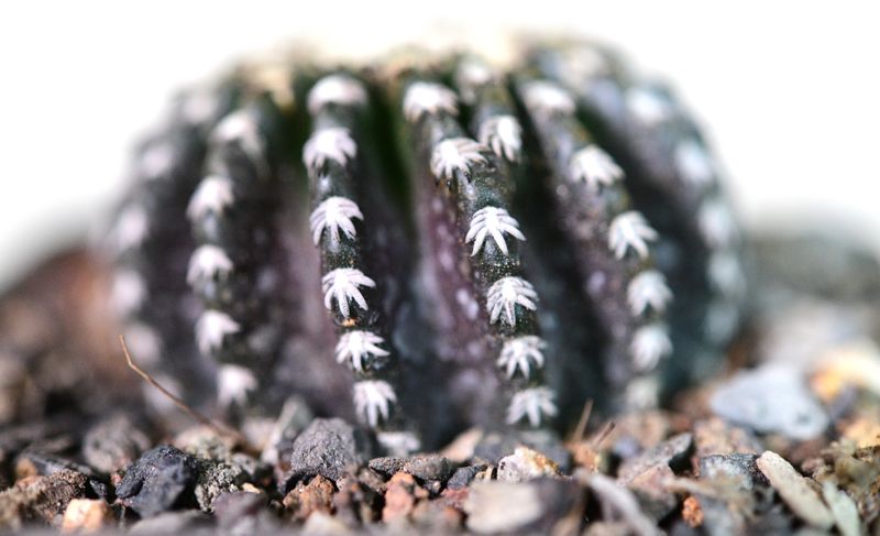 Discocactus horstii Medium Size Plant