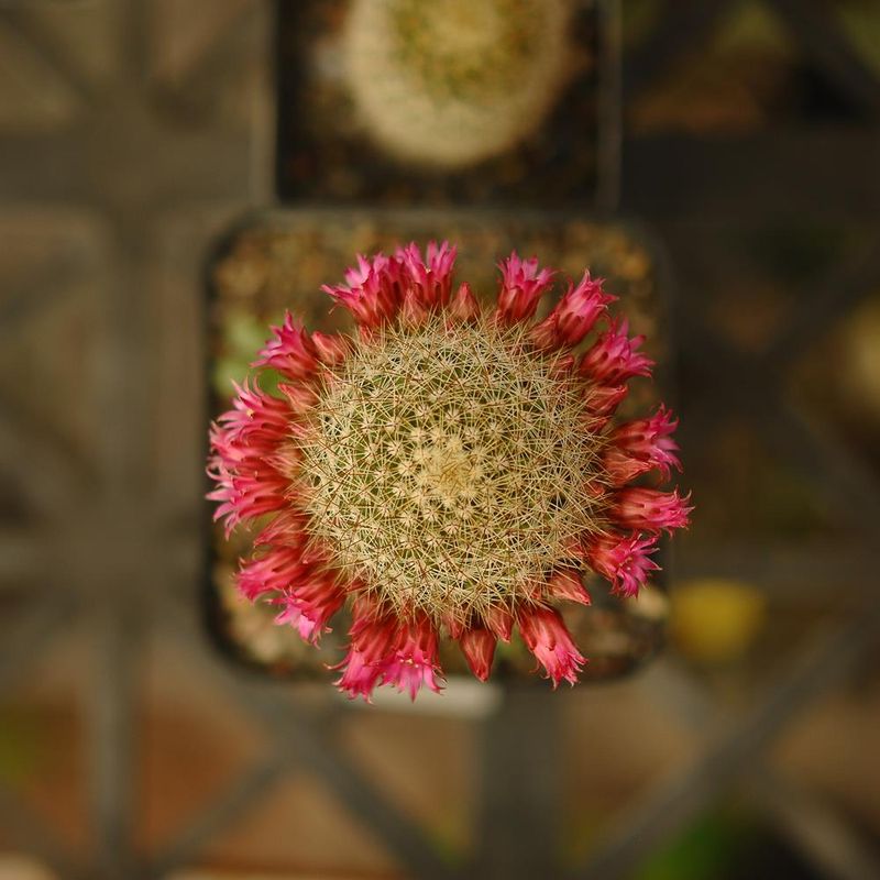 Mammillaria Spinosissima (Spiny Pincushion Cactus) top-down view