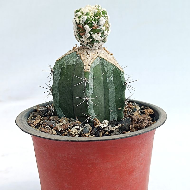 Astrophytum Asterias "Turtle Skin and Feather Petal Yellow"