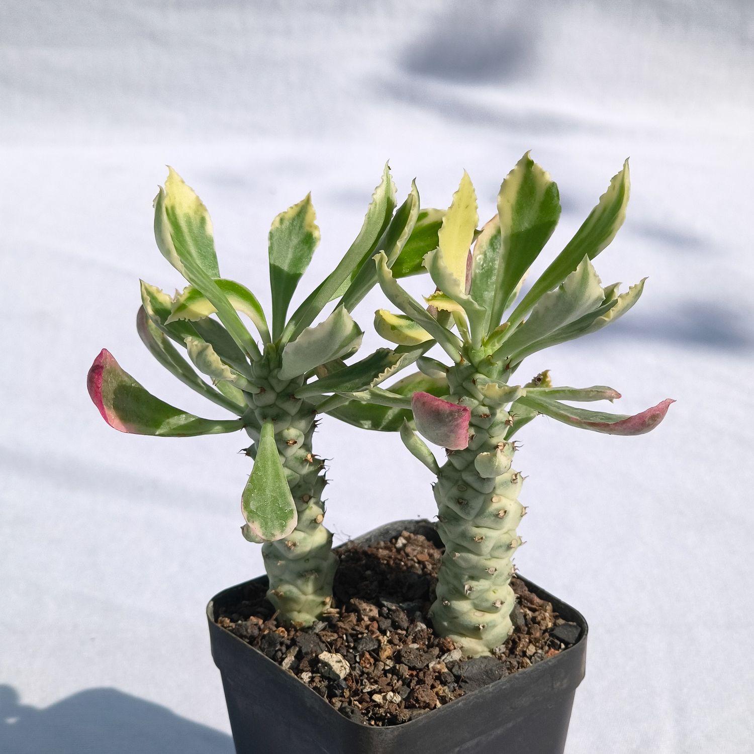 Mondenium stapeliodes variegated