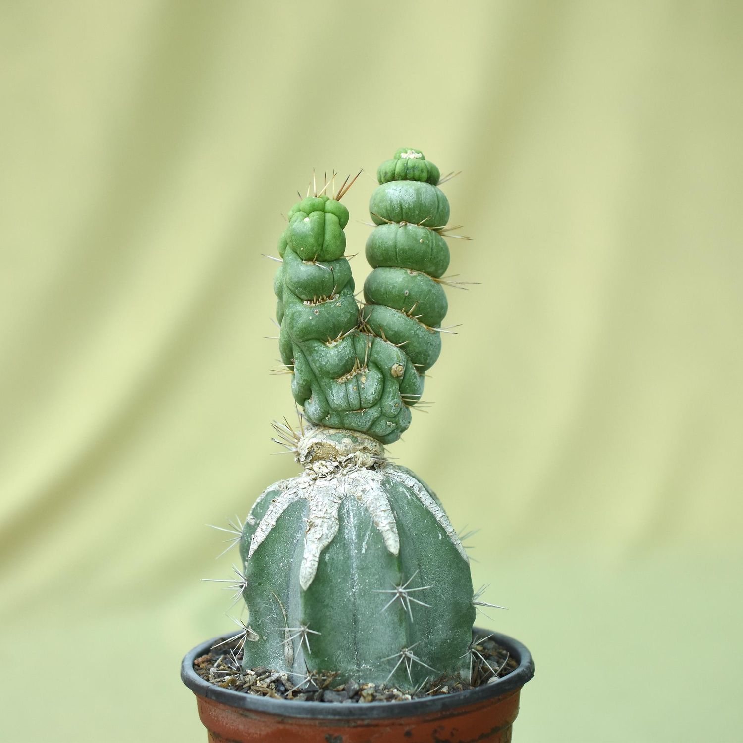 Eulychnia castanea cv. varispiralis spiral form