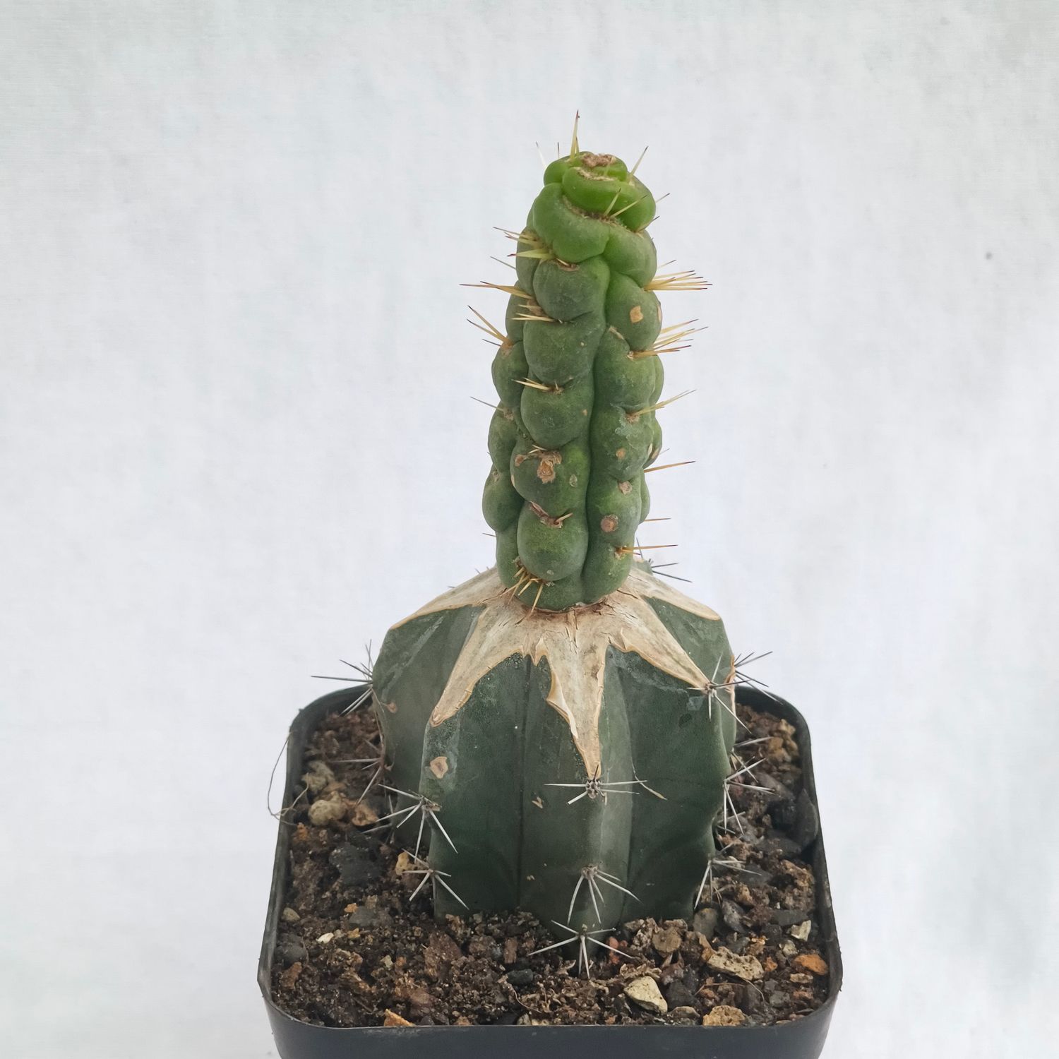 Eulychnia castanea cv. varispiralis spiral form