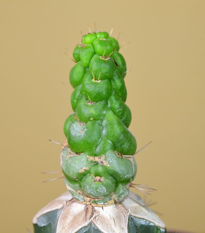 Eulychnia castanea cv. varispiralis spiral form