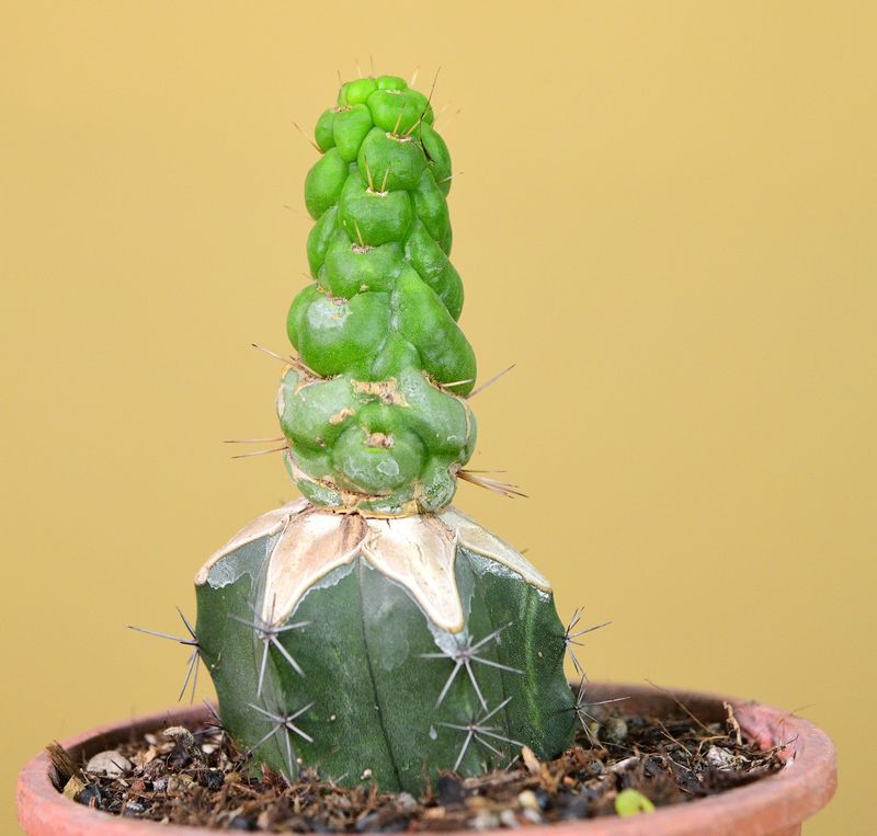 Eulychnia castanea cv. varispiralis spiral form