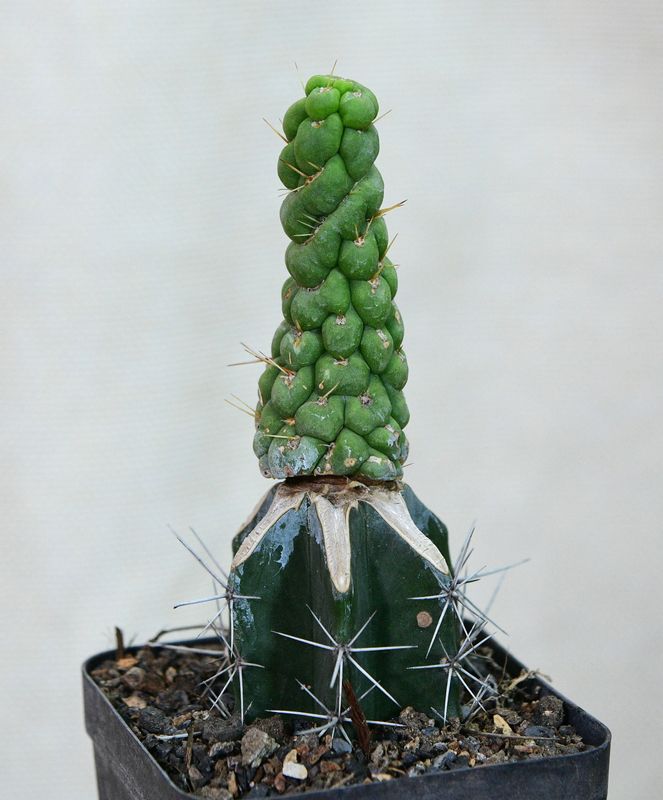 Eulychnia castanea cv. varispiralis spiral form front view