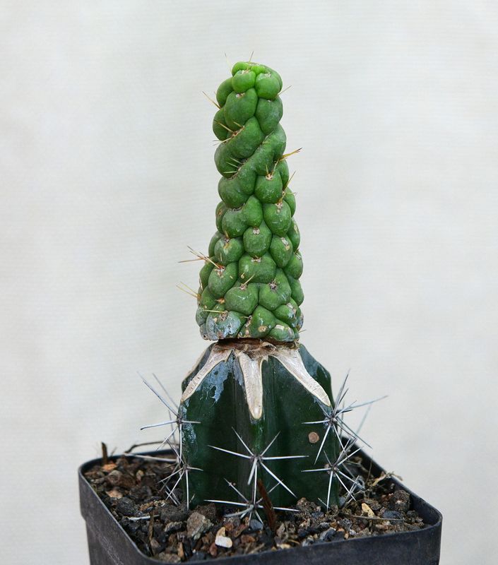 Eulychnia castanea cv. varispiralis spiral form side angle