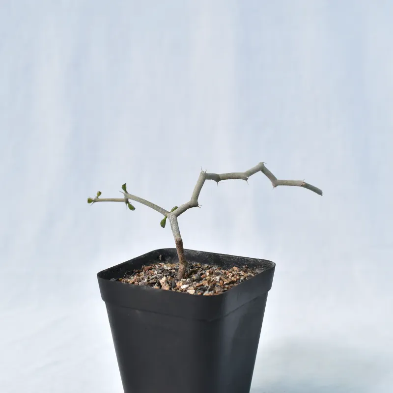 Decarya madagascariensis