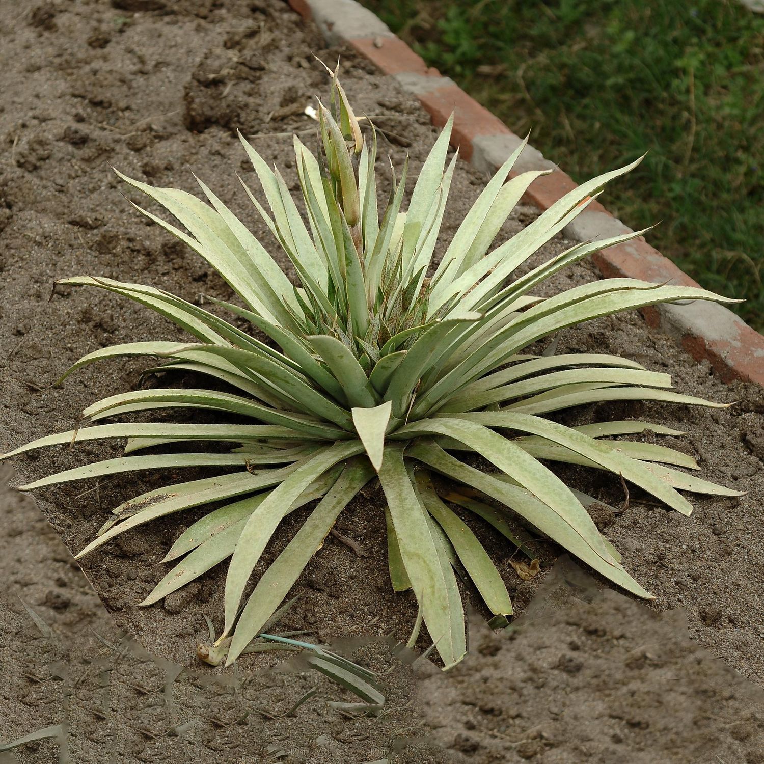 Specimen plant for display purpose only.