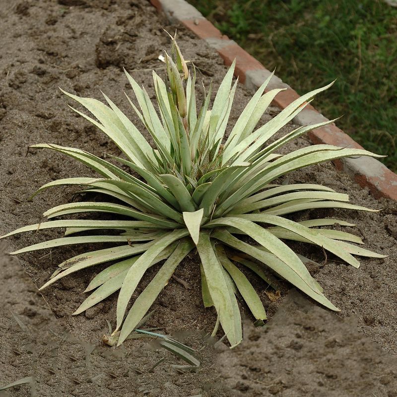 Specimen plant for display purpose only.