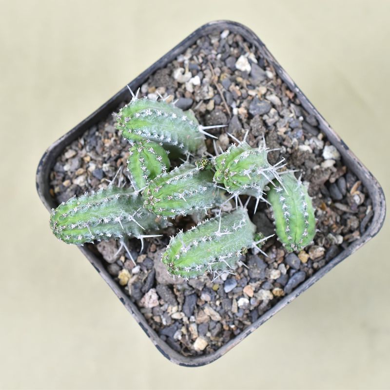 Euphorbia phillipsiae