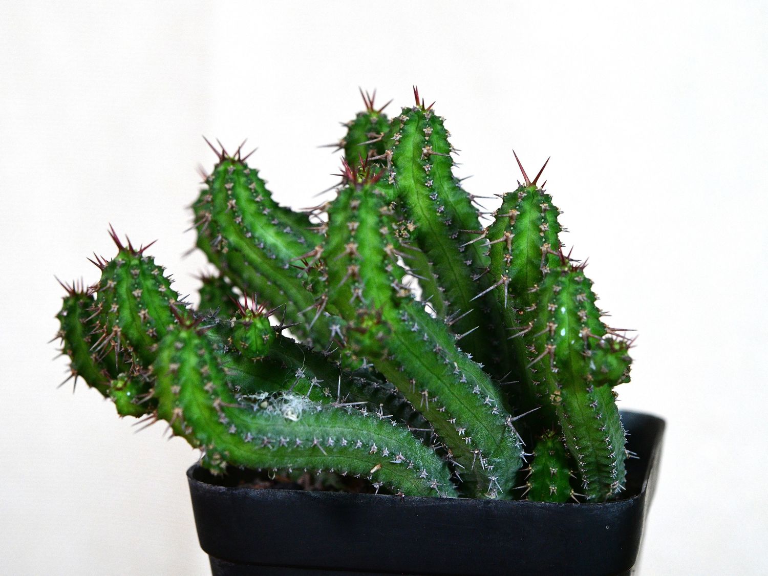 Euphorbia phillipsiae in black pot front view