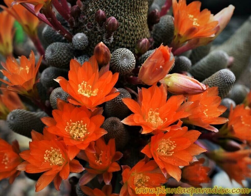 Rebutia heliosa (Grafted)