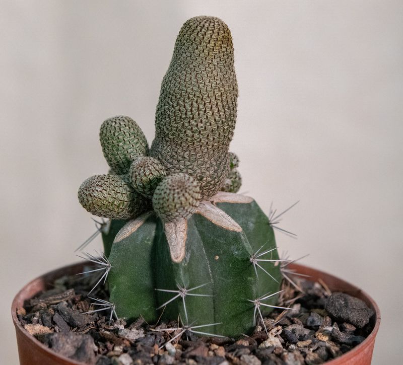 Rebutia heliosa (Grafted) front view in terracotta pot