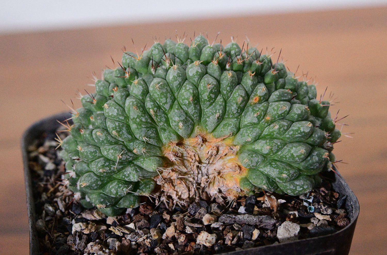Mammillaria compressa crest. front view