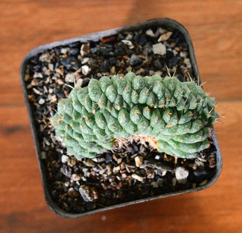 Mammillaria compressa crest. top-down view