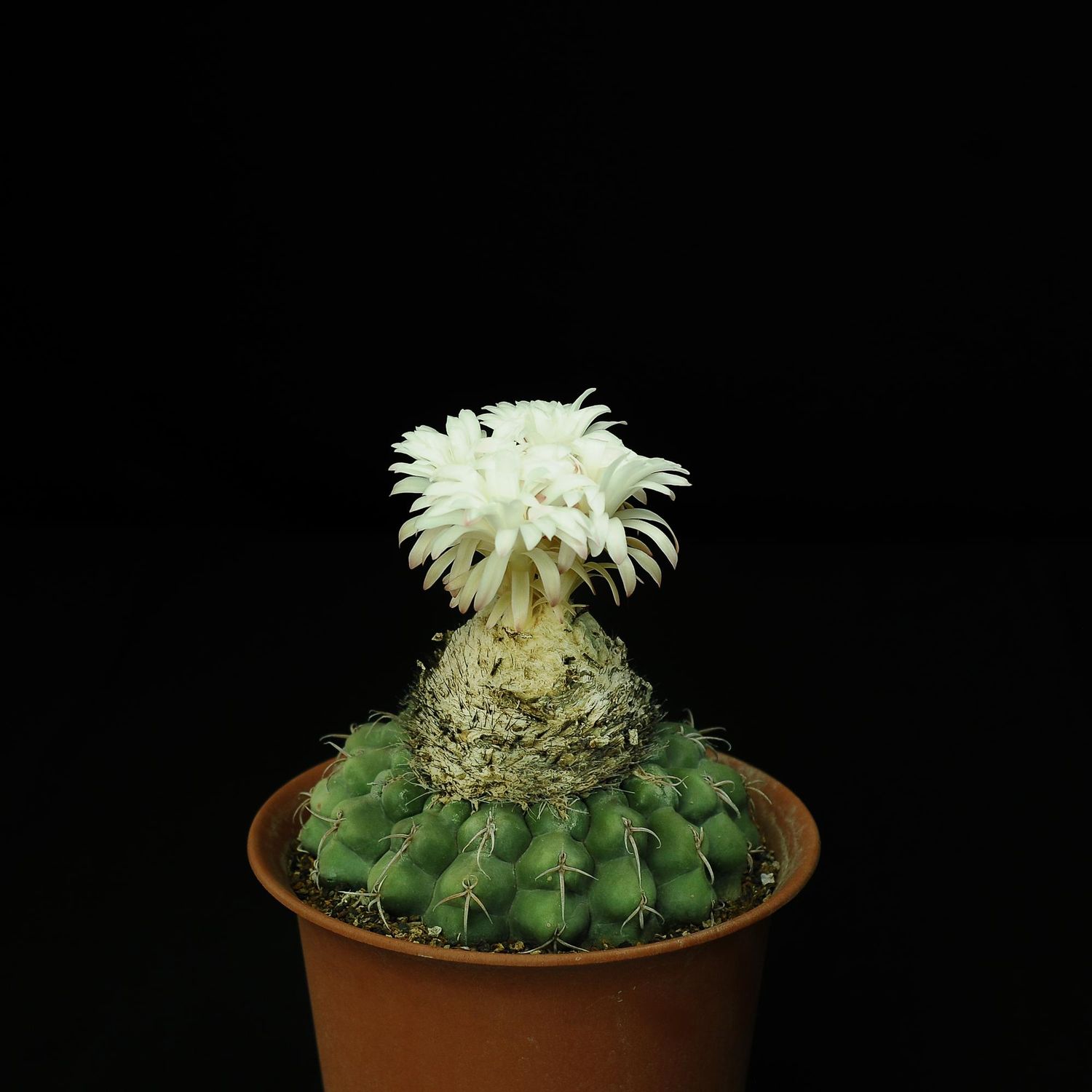 Discocactus crystallophilus flower