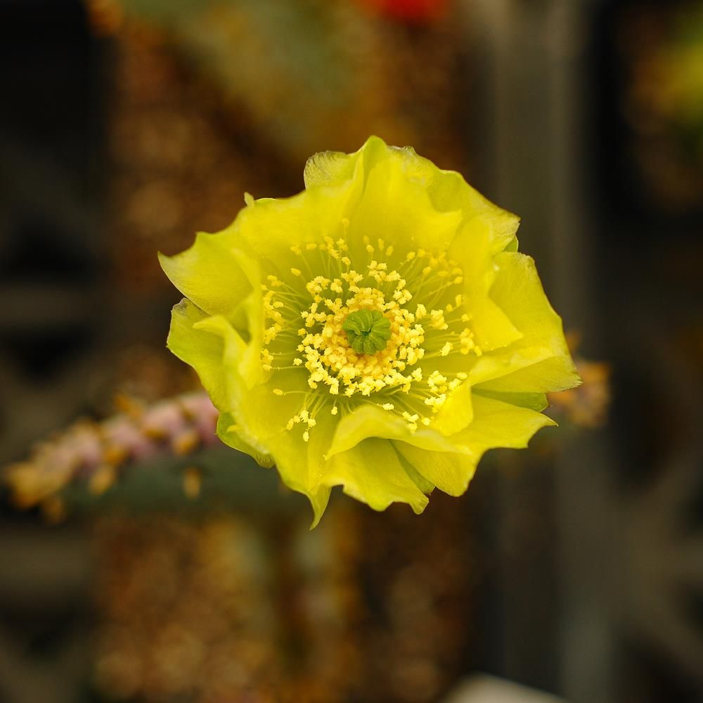 Opuntia Santa Rita - Flower View
