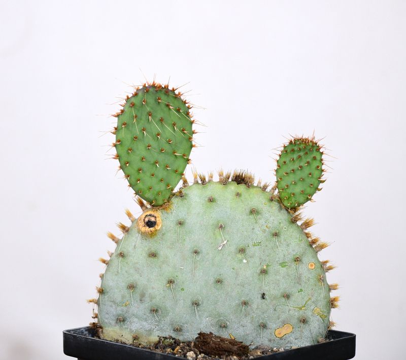 Opuntia Santa Rita front view