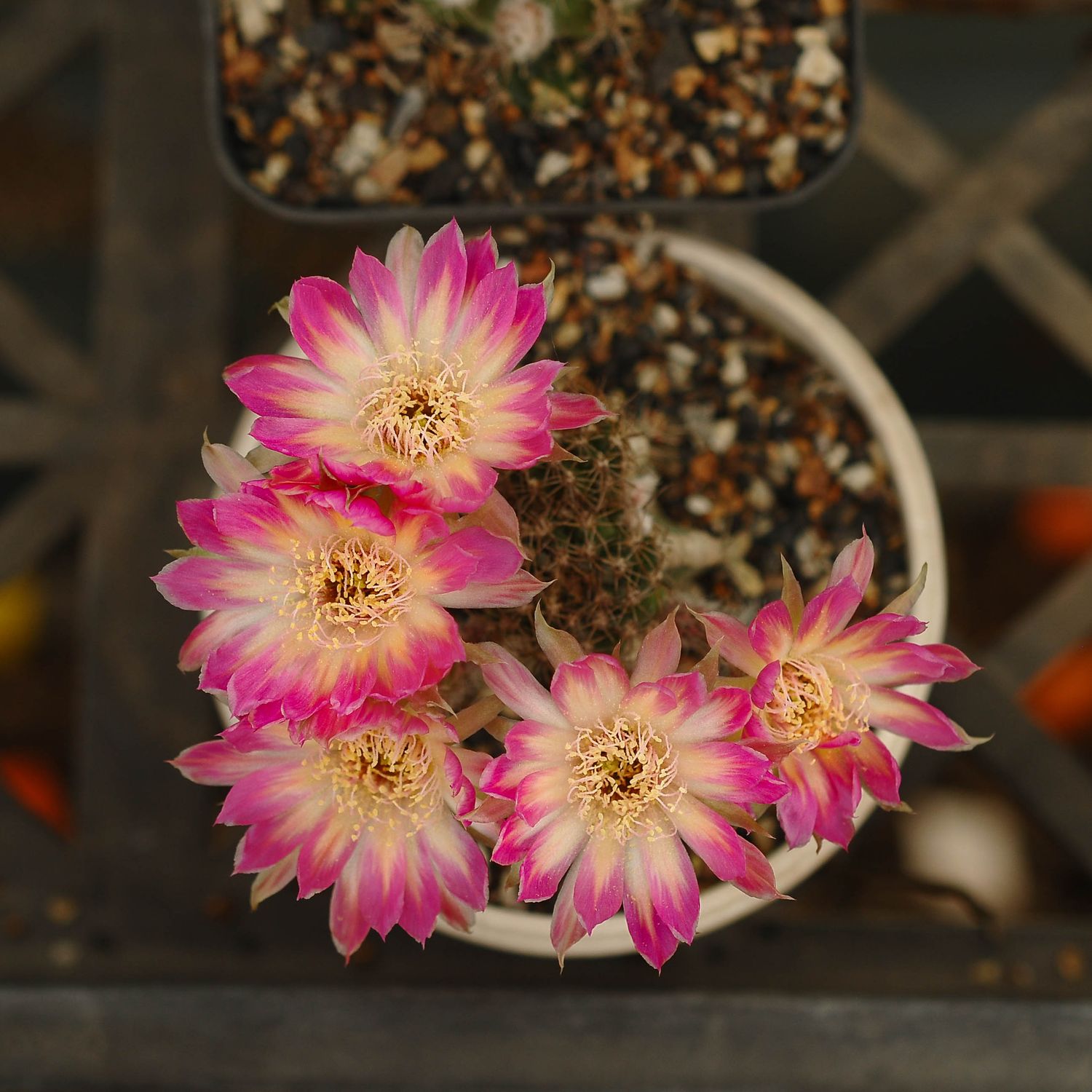 Lobivia hybrid Calliope in full bloom with multiple pink flowers