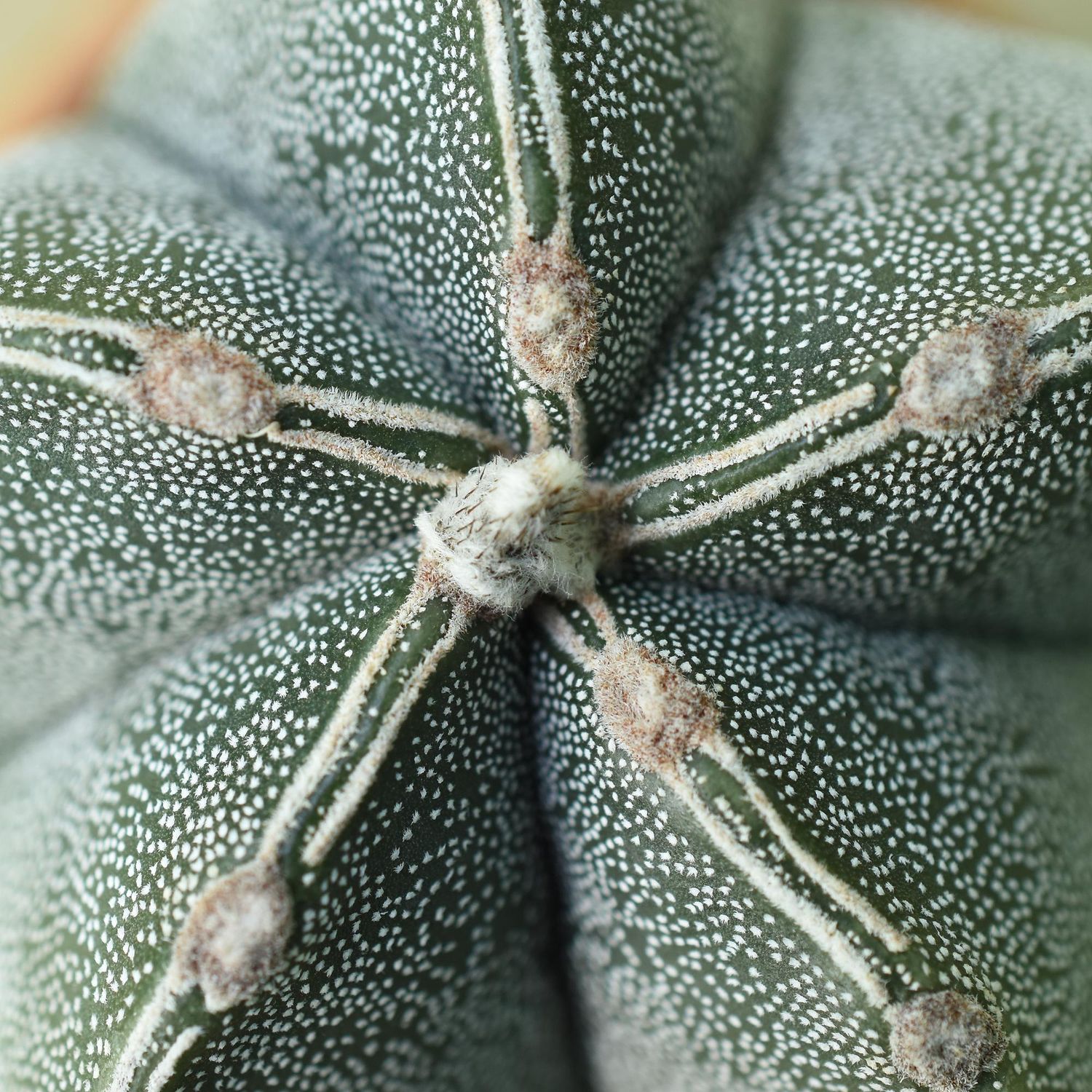 Astrophytum myriostigma cv PIPES