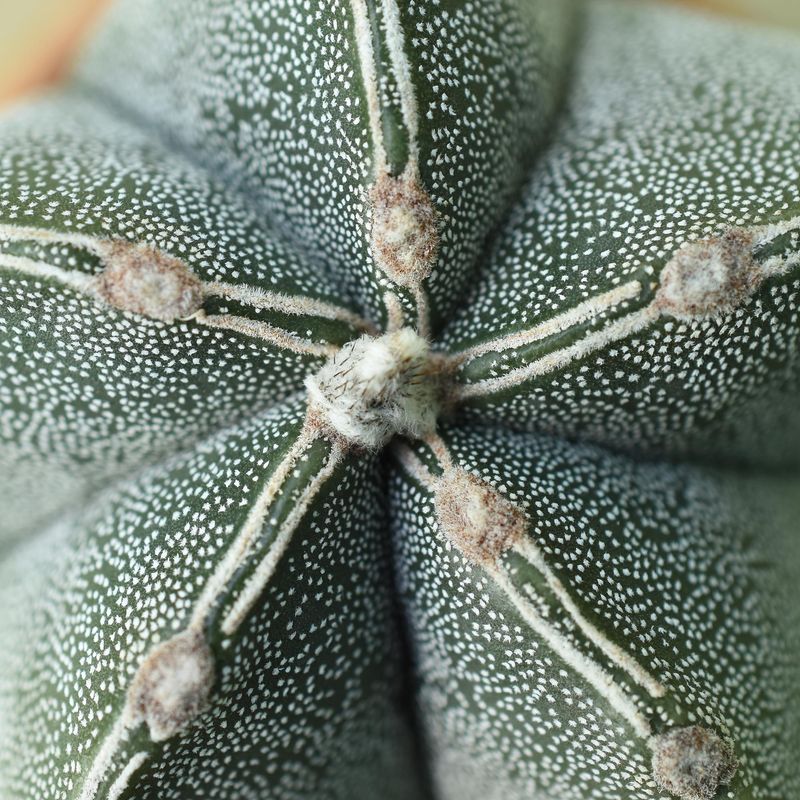 Astrophytum myriostigma cv PIPES