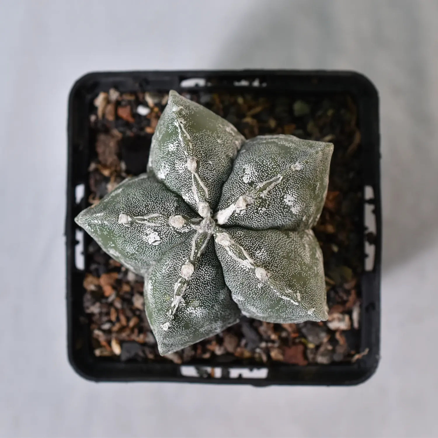 Astrophytum myriostigma cv PIPES Astrophytum myriostigma cv PIPES