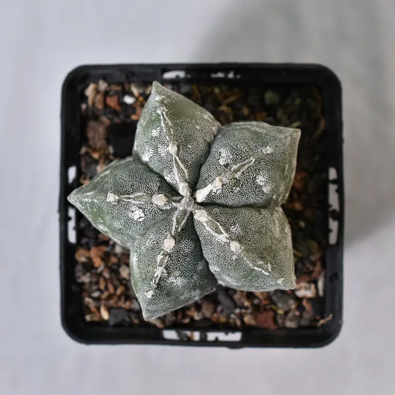 Astrophytum myriostigma cv PIPES