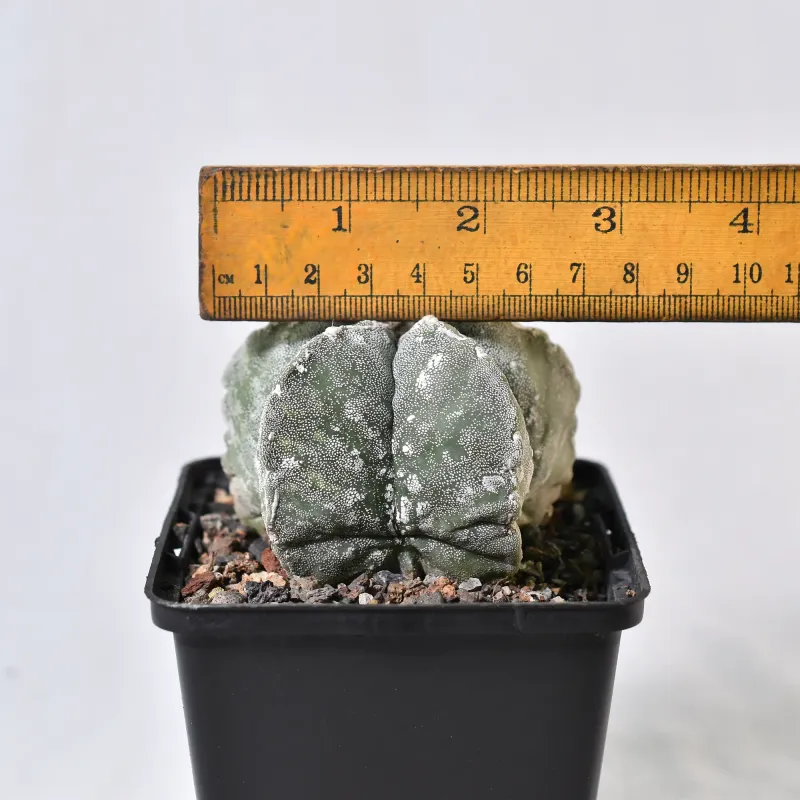 Astrophytum myriostigma cv PIPES