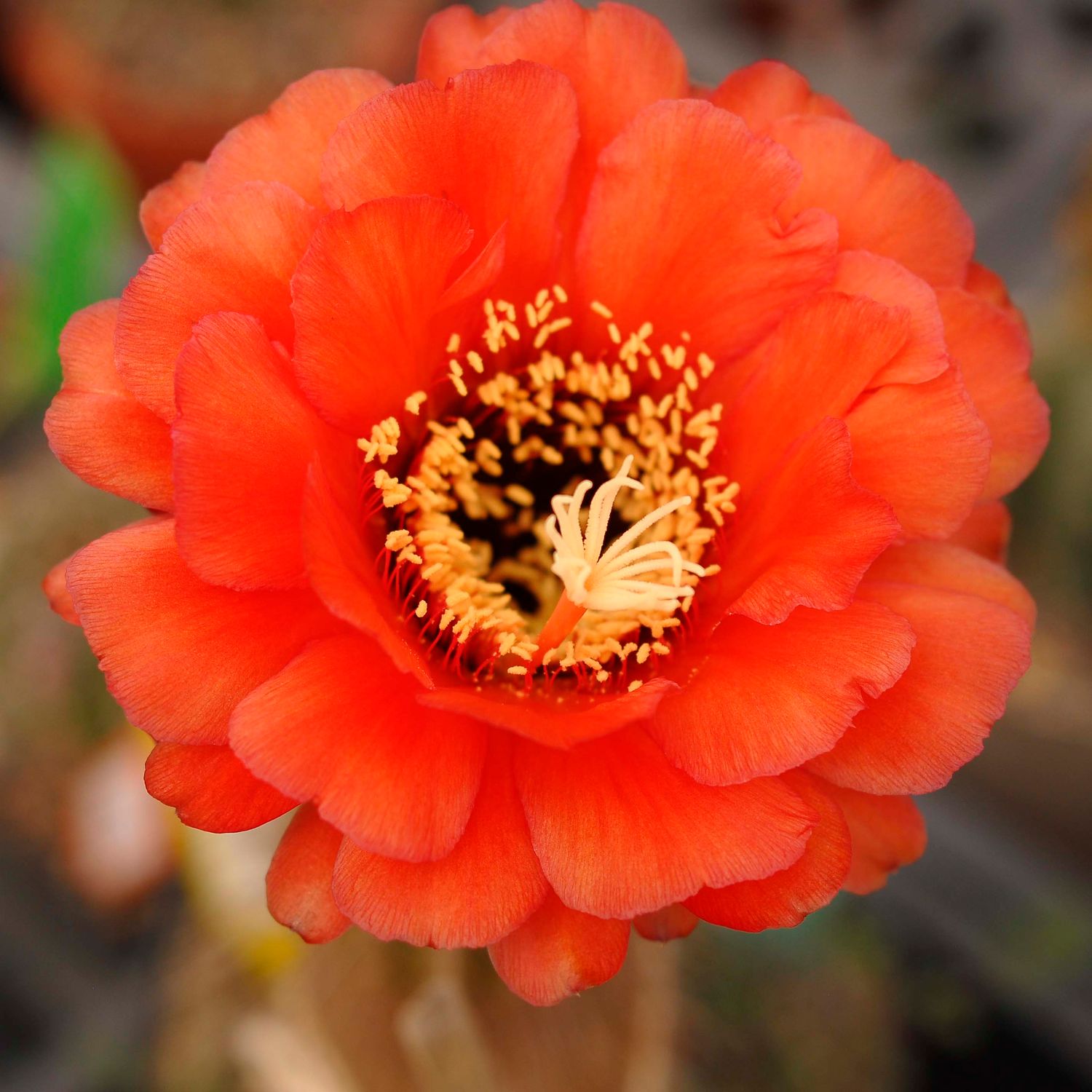 Trichocerous hybrid Ember Glow Trichocerous hybrid Ember Glow