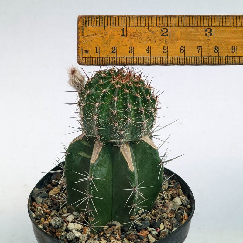 Echinopsis hybrid ESP 72-107 with ruler for size reference