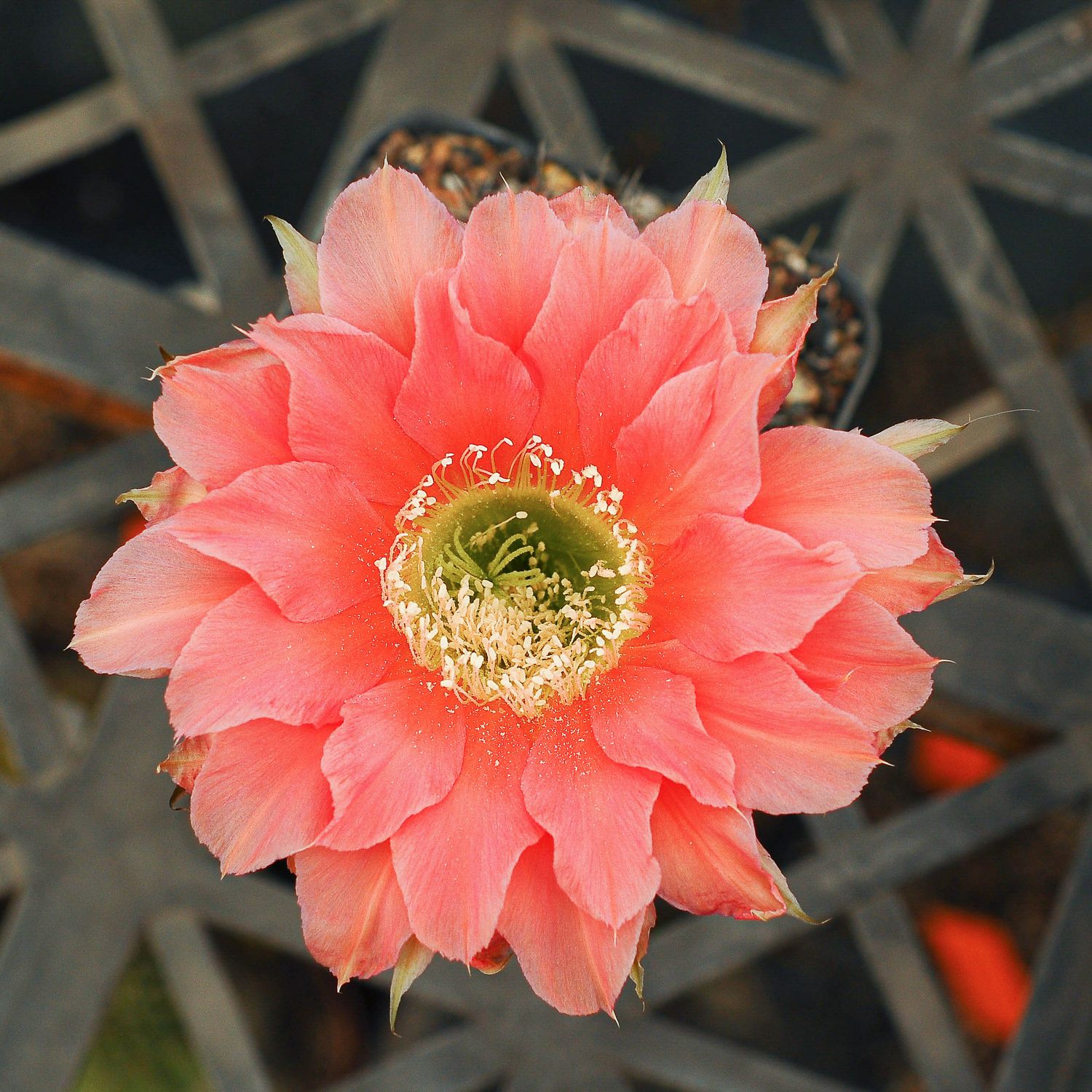 Echinopsis hybrid ESP 72-107
