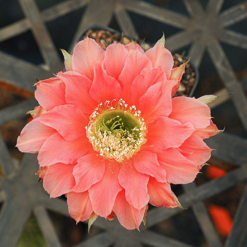 Echinopsis hybrid ESP 72-107
