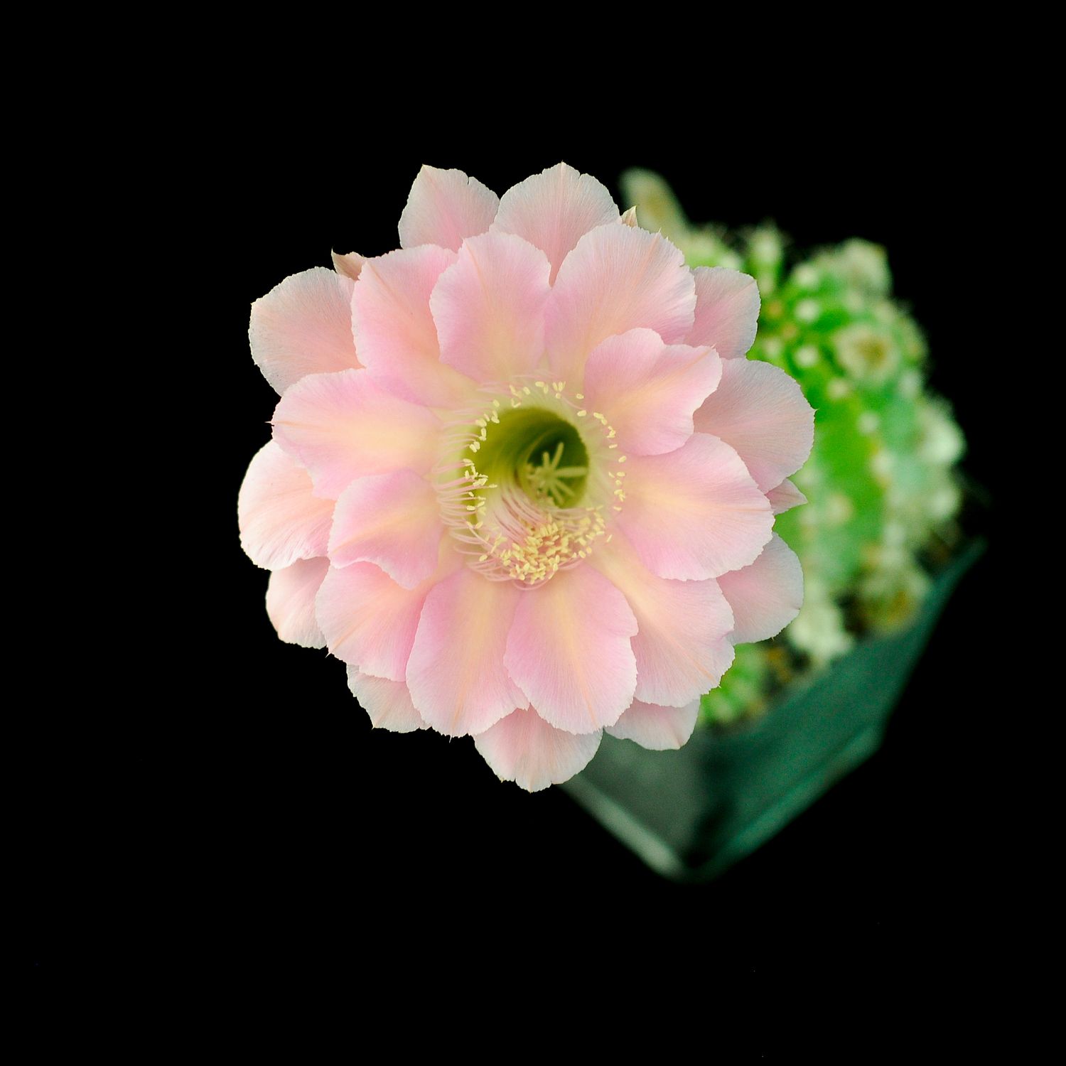 Echinopsis hybrid Ygritte