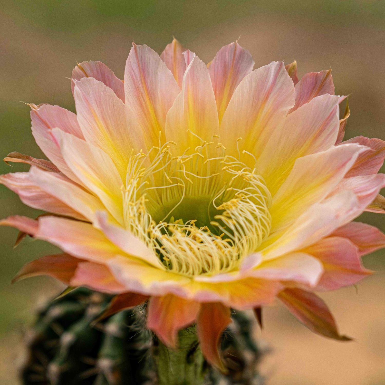 Echinopsis Ivory Moon