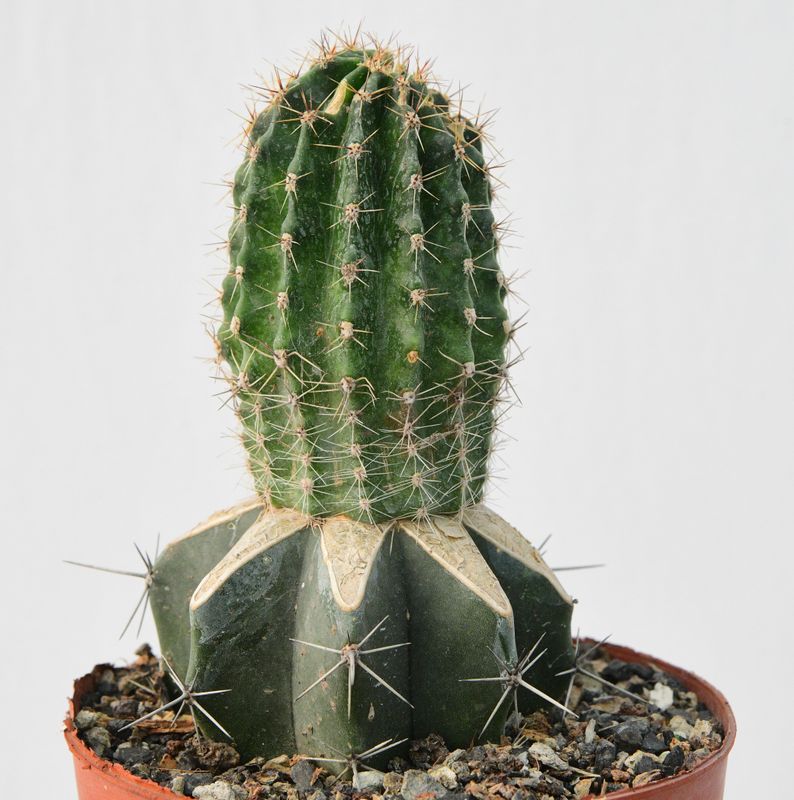 Echinopsis Ivory Moon