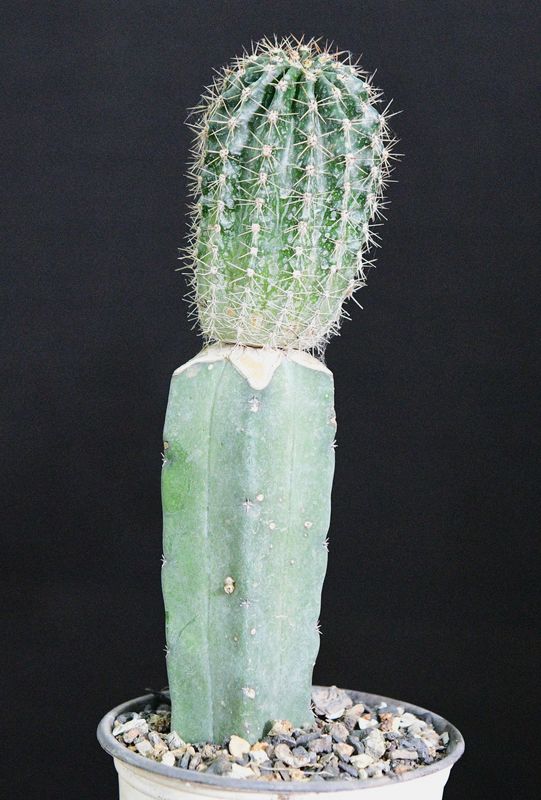 Echinopsis Ivory Moon potted specimen showing full plant structure