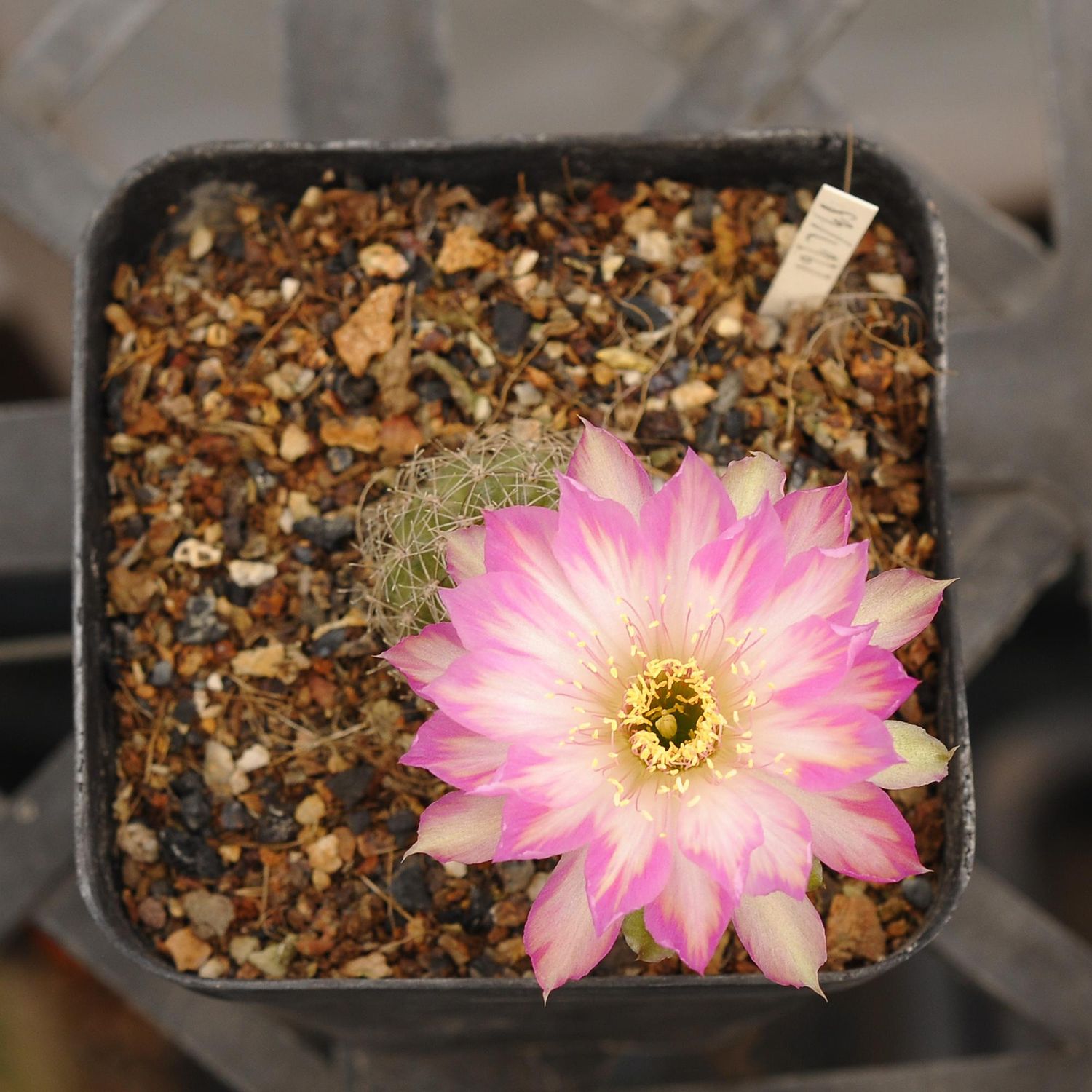 Lobivia hybrid Eadith