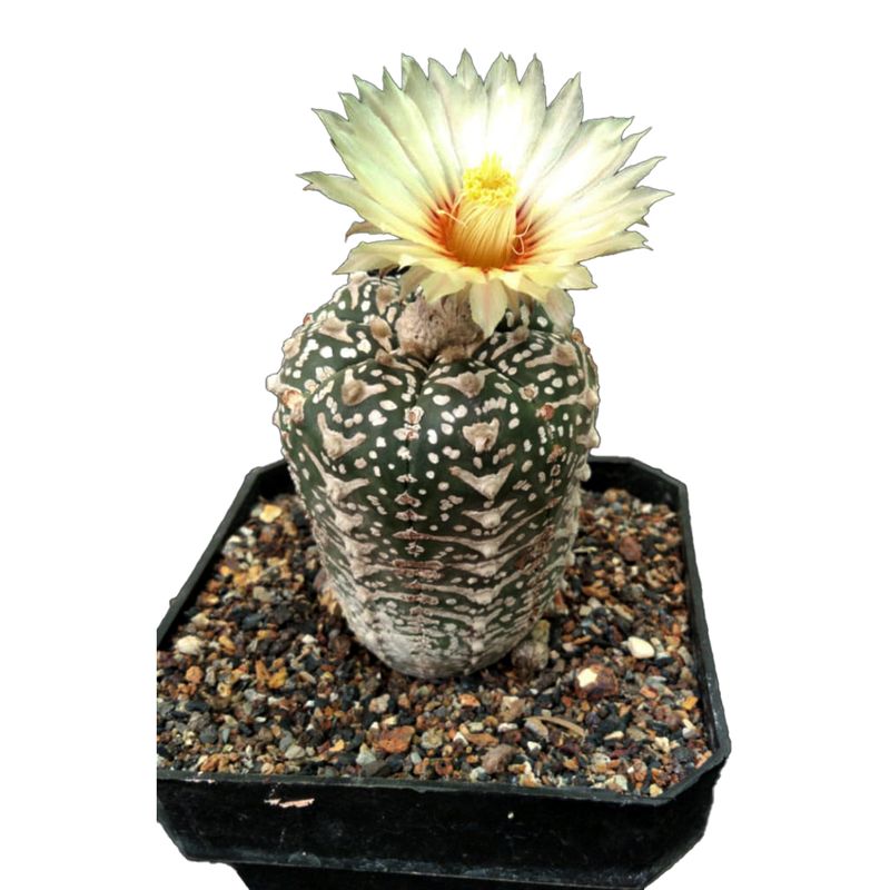 Astrophytum asterias Super Kabuto  V Type