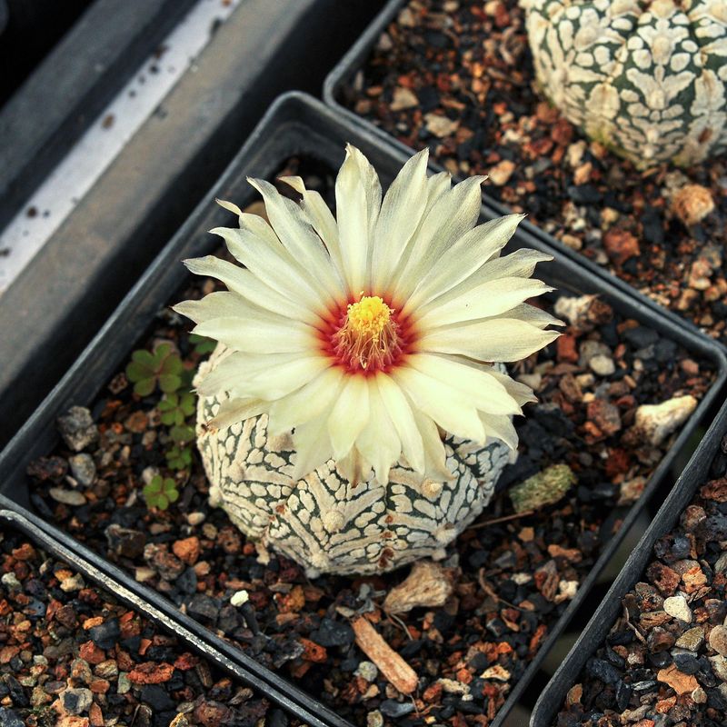 Astrophytum asterias Super Kabuto V Type
