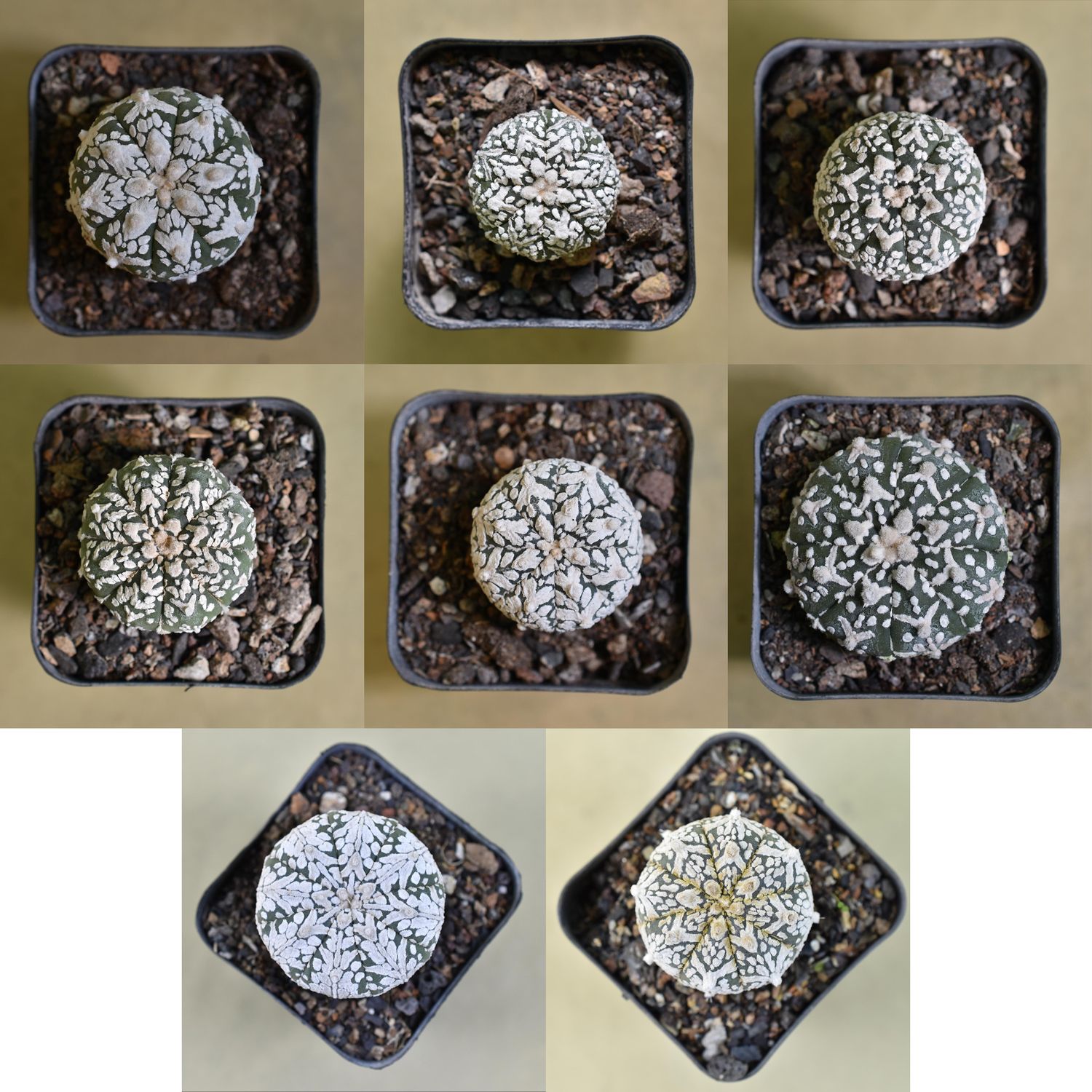 Astrophytum asterias Super Kabuto  V Type