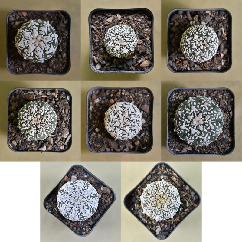 Astrophytum asterias Super Kabuto  V Type