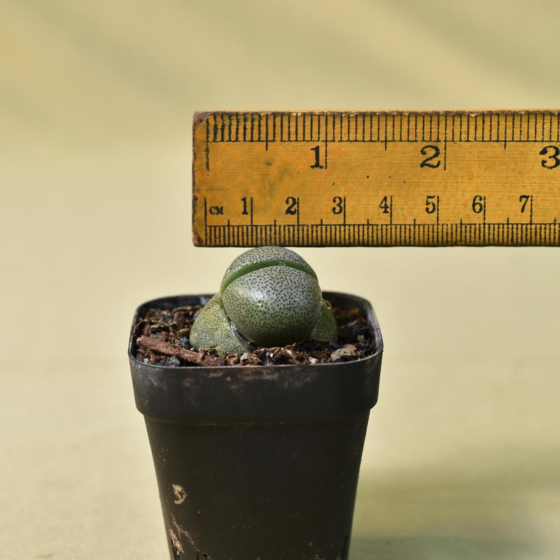 Pleiospilos nelii Split Rock